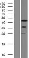 SEPT8 / Septin 8 Protein - Western validation with an anti-DDK antibody * L: Control HEK293 lysate R: Over-expression lysate