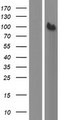 SEPT9 / Septin 9 Protein - Western validation with an anti-DDK antibody * L: Control HEK293 lysate R: Over-expression lysate