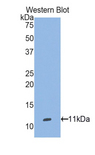 SEPW1 / Selenoprotein W Antibody - Western blot of recombinant SEPW1 / Selenoprotein W.  This image was taken for the unconjugated form of this product. Other forms have not been tested.