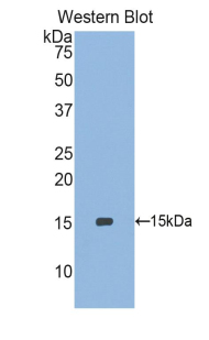 SEPX1 / Selenoprotein R Antibody - Western blot of recombinant SEPX1 / Selenoprotein R.  This image was taken for the unconjugated form of this product. Other forms have not been tested.