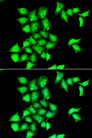 SEPX1 / Selenoprotein R Antibody - Immunofluorescence analysis of HeLa cells.