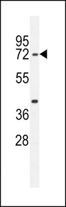 SERAC1 Antibody - SRAC1 Antibody western blot of mouse stomach tissue lysates (35 ug/lane). The SRAC1 antibody detected the SRAC1 protein (arrow).