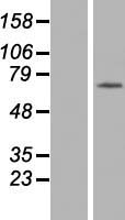 SERAC1 Protein - Western validation with an anti-DDK antibody * L: Control HEK293 lysate R: Over-expression lysate