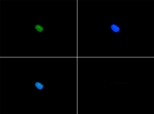 SERF1A / SERF1 Antibody - Immunocytochemistry/Immunofluorescence: SERF1A Antibody - Serf1a antibody was tested in Ntera2 cells with FITC (green). Nuclei were counterstained with DAPI (blue).  This image was taken for the unconjugated form of this product. Other forms have not been tested.