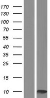 SERF1A / SERF1 Protein - Western validation with an anti-DDK antibody * L: Control HEK293 lysate R: Over-expression lysate