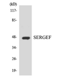 SERGEF Antibody - Western blot analysis of the lysates from HT-29 cells using SERGEF antibody.