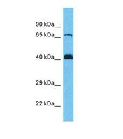 SERGEF Antibody - Western blot of Human MCF7. SERGEF antibody dilution 1.0 ug/ml.  This image was taken for the unconjugated form of this product. Other forms have not been tested.