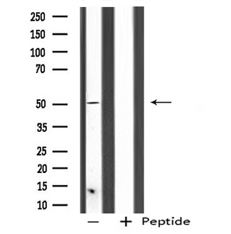 SERGEF Antibody - Western blot analysis of extracts of NIH-3T3 cells using SERGEF antibody.