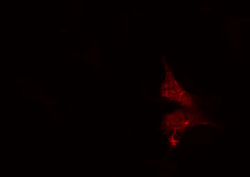 SERGEF Antibody - Staining NIH-3T3 cells by IF/ICC. The samples were fixed with PFA and permeabilized in 0.1% Triton X-100, then blocked in 10% serum for 45 min at 25°C. The primary antibody was diluted at 1:200 and incubated with the sample for 1 hour at 37°C. An Alexa Fluor 594 conjugated goat anti-rabbit IgG (H+L) antibody, diluted at 1/600, was used as secondary antibody.