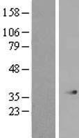 SERHL2 Protein - Western validation with an anti-DDK antibody * L: Control HEK293 lysate R: Over-expression lysate