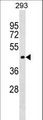 SERINC1 Antibody - SERINC1 Antibody western blot of 293 cell line lysates (35 ug/lane). The SERINC1 antibody detected the SERINC1 protein (arrow).