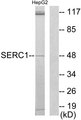 SERINC1 Antibody - Western blot analysis of lysates from HepG2 cells, using SERC1 Antibody. The lane on the right is blocked with the synthesized peptide.