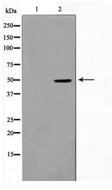 SERINC1 Antibody - Western blot of HepG2 cell lysate using SERC1 Antibody