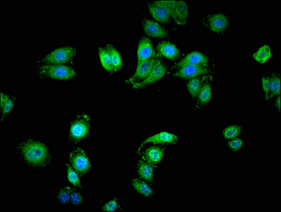 SERINC1 Antibody - Immunofluorescent analysis of HepG2 cells at a dilution of 1:100 and Alexa Fluor 488-congugated AffiniPure Goat Anti-Rabbit IgG(H+L)