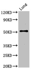 SERINC1 Antibody - Positive Western Blot detected in Mouse lung tissue. All lanes: SERINC1 antibody at 3 µg/ml Secondary Goat polyclonal to rabbit IgG at 1/50000 dilution. Predicted band size: 51 KDa. Observed band size: 51 KDa