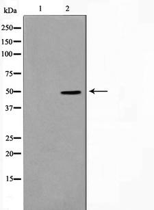 SERINC1 Antibody - Western blot analysis on HepG2 cell lysates using SERC1 antibody. The lane on the left is treated with the antigen-specific peptide.