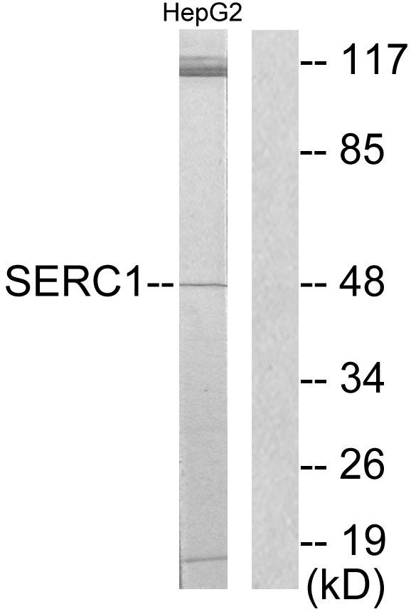 SERINC1 Antibody - Western blot analysis of extracts from HepG2 cells, using SERC1 antibody.