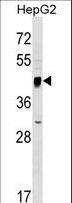SERINC2 Antibody - SERINC2 Antibody western blot of HepG2 cell line lysates (35 ug/lane). The SERINC2 antibody detected the SERINC2 protein (arrow).