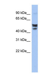 SERINC2 Antibody - SERINC2 antibody Western blot of Jurkat lysate. This image was taken for the unconjugated form of this product. Other forms have not been tested.