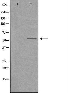 SERINC2 Antibody - Western blot analysis of extracts of HeLa cells using SERC2 antibody. The lane on the left is treated with the antigen-specific peptide.