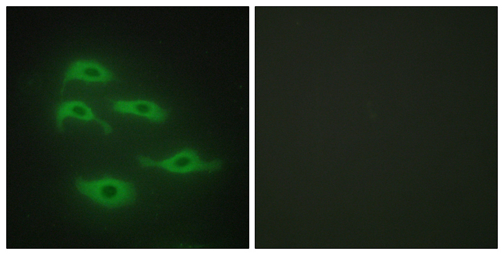 SERINC3 Antibody - Immunofluorescence analysis of HepG2 cells, using SERC3 Antibody. The picture on the right is blocked with the synthesized peptide.