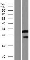 SERINC4 Protein - Western validation with an anti-DDK antibody * L: Control HEK293 lysate R: Over-expression lysate
