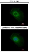 SERP1 Antibody - Immunofluorescence of methanol-fixed HeLa using SERP1 antibody at 1:500 dilution.