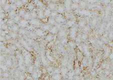 SERP1 Antibody - 1:100 staining mouse kidney tissue by IHC-P. The sample was formaldehyde fixed and a heat mediated antigen retrieval step in citrate buffer was performed. The sample was then blocked and incubated with the antibody for 1.5 hours at 22°C. An HRP conjugated goat anti-rabbit antibody was used as the secondary.