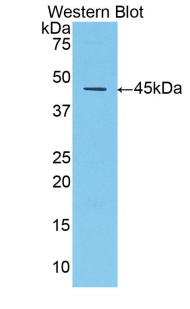SERPINA1 / Alpha 1 Antitrypsin Antibody - Western blot of recombinant SERPINA1 / Alpha 1 Antitrypsin.  This image was taken for the unconjugated form of this product. Other forms have not been tested.