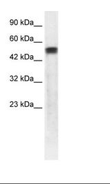 SERPINA1 / Alpha 1 Antitrypsin Antibody - HepG2 Cell Lysate.  This image was taken for the unconjugated form of this product. Other forms have not been tested.