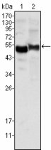 SERPINA1 / Alpha 1 Antitrypsin Antibody - Western blot of AAT mouse mAb against human plasma (1) and NIH/3T3 cell lysate (2).