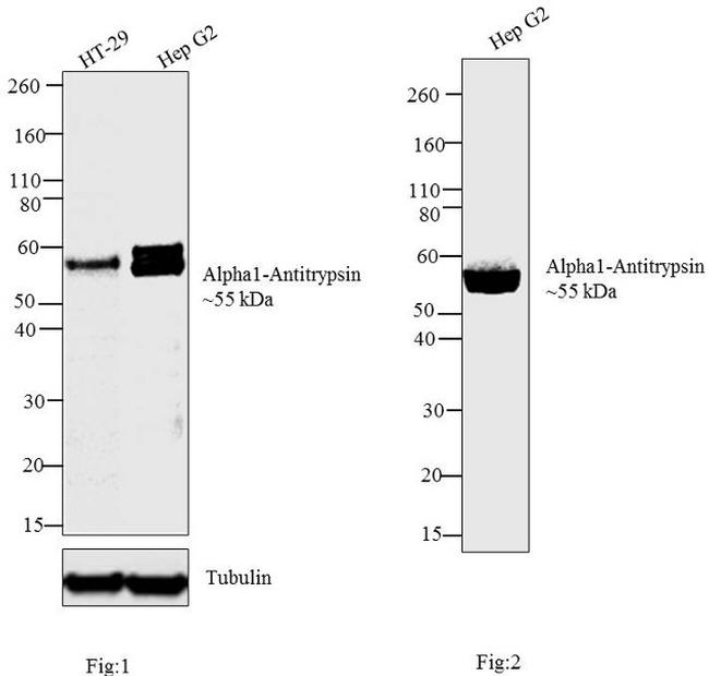 SERPINA1 / Alpha 1 Antitrypsin Antibody - Western blot analysis was performed on membrane enriched extracts (30 ug) of (Fig 1) HT-29 (Lane 1) and Hep G2 (Lane 2). Likewise, Western blot analysis was performed on (Fig 2) condition media of Hep G2 (Lane 1).The blots were probed with Anti-Alpha1-Antitrypsin Mouse Monoclonal Antibody and detected by chemiluminescence using Goat anti-Mouse IgG (H+L) Superclonal Secondary Antibody, HRP conjugate.A~55 kDa band corresponding Alpha1-Antitrypsin was observed in HT-29, Hep G2 and in Hep G2 conditioned media. The observed shift in molecular weight from 50 kDa is due to glycosylation of the protein. Known quantity of protein samples were electrophoresed using4-12 % Bis-Tris gel. Resolved proteins were then transferred onto a nitrocellulose membrane. The membrane was probed with the relevant primary and secondary Antibody using iBind Flex Western Starter Kit.