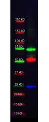 SERPINA1 / Alpha 1 Antitrypsin Antibody - Western Blot of Anti-Trypsin Polyclonal Antibody-Multiplex Fluorescent Western blot. Lane 1: molecular weight. Lane 2: Alpha-1-Anti-Trypsin (red), Rabbit anti-Transferrin, and Mouse-a-GST were used in a multiplex system to detect target proteins under reducing conditions in albumin depleted human serum with 320 ng of added GST. Load: 35 µg per lane. Primary antibody: Each primary antibody at 1:1000 for overnight at 4°C. Secondary antibody: DyLight549 Donkey anti-Rabbit IgG (green), DyLight 488 Donkey anti-Mouse IgG (blue), and DyLight 649 Donkey anti-Goat IgG (red) secondary antibody at 1:10,000 for 30 min at RT. Block: MB-070 at 30 min RT.