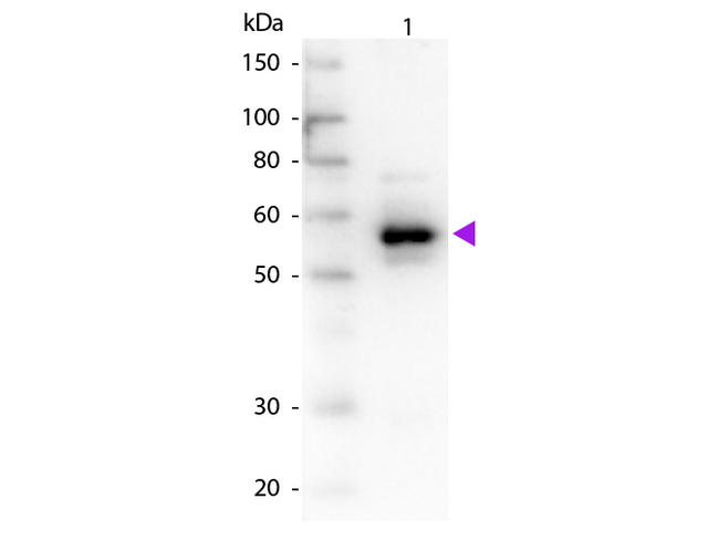 SERPINA1 / Alpha 1 Antitrypsin Antibody - Western Blot of Goat anti-Alpha-1-Anti-Trypsin antibody. Lane 1: Albumin depleted human serum. Lane 2: none. Load: ~10 µg per lane. Primary antibody: none. Secondary antibody: Peroxidase goat secondary antibody at 1:1,000 for 60 min at RT. Block: MB-070 for 30 min at RT. Predicted/Observed size: 52 kDa, 52 kDa for Alpha-1-Anti-Trypsin. Other band(s): none