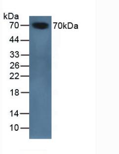SERPINA10 / PZI Antibody - Western Blot; Sample: Mouse Serum.