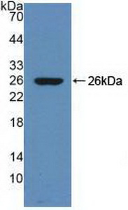 SERPINA10 / PZI Antibody - Western Blot; Sample: Recombinant ZPI, Rat.