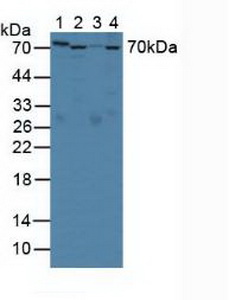 SERPINA10 / PZI Antibody - Western Blot;Lane1: Rat Serum; Lane2: Rat Liver Tissue;Lane3: Rat Placenta Tissue;Lane4: Mouse Liver Tissue.