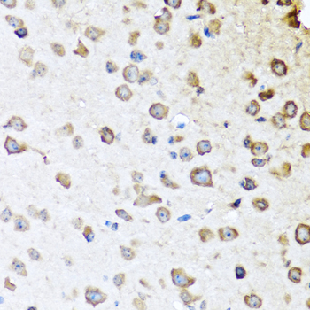 SERPINA10 / PZI Antibody - Immunohistochemistry of paraffin-embedded mouse brain tissue.