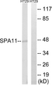 SERPINA11 Antibody - Western blot analysis of lysates from HT-29 cells, using SERPINA11 Antibody. The lane on the right is blocked with the synthesized peptide.