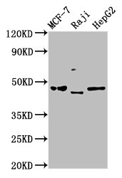 SERPINA11 Antibody - Positive Western Blot detected in MCF-7 whole cell lysate, Raji whole cell lysate, HepG2 whole cell lysate. All lanes: SERPINA11 antibody at 5 µg/ml Secondary Goat polyclonal to rabbit IgG at 1/50000 dilution. Predicted band size: 47 KDa. Observed band size: 47 KDa