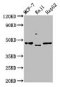 SERPINA11 Antibody - Positive Western Blot detected in MCF-7 whole cell lysate, Raji whole cell lysate, HepG2 whole cell lysate. All lanes: SERPINA11 antibody at 5 µg/ml Secondary Goat polyclonal to rabbit IgG at 1/50000 dilution. Predicted band size: 47 KDa. Observed band size: 47 KDa