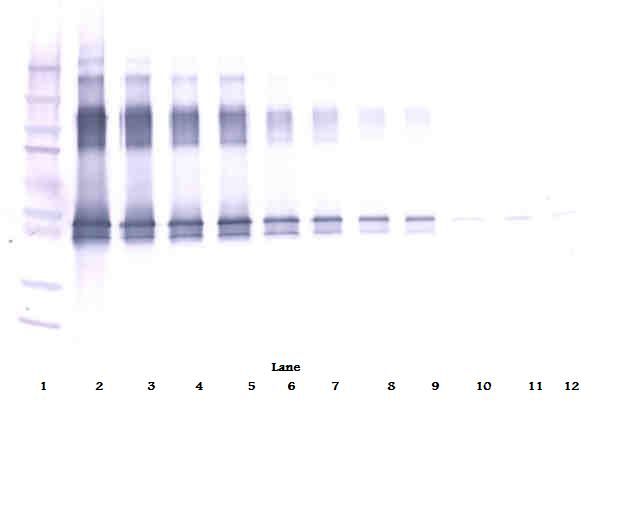 SERPINA12 / Vaspin Antibody - Western Blot (non-reducing) of SERPINA12 / Vaspin antibody. This image was taken for the unconjugated form of this product. Other forms have not been tested.