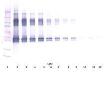 SERPINA12 / Vaspin Antibody - Western Blot (non-reducing) of SERPINA12 / Vaspin antibody. This image was taken for the unconjugated form of this product. Other forms have not been tested.