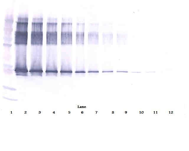 SERPINA12 / Vaspin Antibody - Western Blot (reducing) of SERPINA12 / Vaspin antibody. This image was taken for the unconjugated form of this product. Other forms have not been tested.
