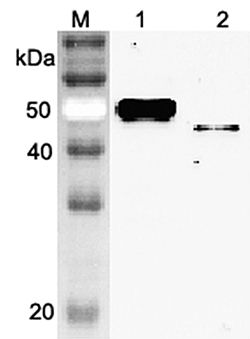 SERPINA12 / Vaspin Antibody - Western blot analysis using anti-Vaspin (mouse), pAb at 1:2000 dilution. 1: Mouse Vaspin (FLAG-tagged)