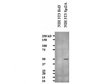 Serpina3g Antibody - Western blot of SERPINA3G / Spi2A antibody.