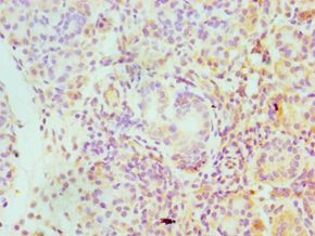 SERPINA4 / Kallistatin Antibody - Immunohistochemistry of paraffin-embedded human pancreas using antibody at 1:100 dilution.