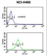 SERPINA4 / Kallistatin Antibody - SERPINA4 Antibody flow cytometry of NCI-H460 cells (bottom histogram) compared to a negative control cell (top histogram). FITC-conjugated goat-anti-rabbit secondary antibodies were used for the analysis.