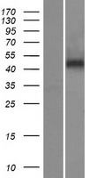 SERPINA4 / Kallistatin Protein - Western validation with an anti-DDK antibody * L: Control HEK293 lysate R: Over-expression lysate