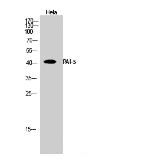 SERPINA5 / PCI Antibody - Western blot of PAI-3 antibody